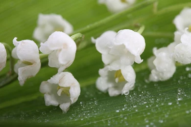 Lily Of The Valley Wallpapers