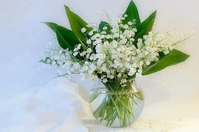 Lily Of The Valley Wallpapers   (