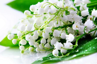 Bouquet Of Lily Of The Valley (id: 65475) – BUZZERG