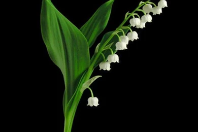 Lily Of The Valley   (
