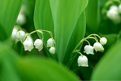 Lily Of The Valley   Wallcoo.net