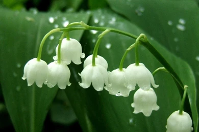 HD Lily Of The Valley Wallpapers And Photos