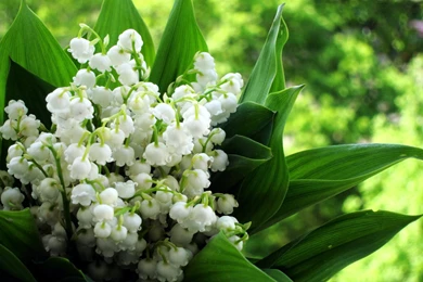 Johnny Walker Whiskey HD Wallpapers