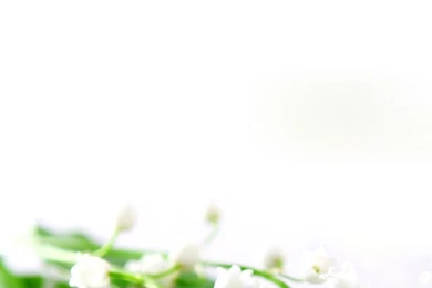 Lily Of The Valley Wallpapers   Free iPhone Wallpapers