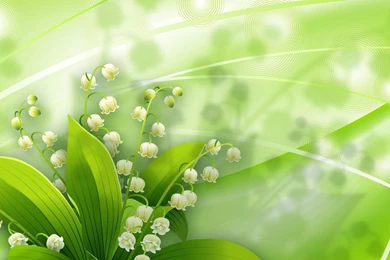 Lily Of The Valley Wallpapers >> Backgrounds With Quality HD