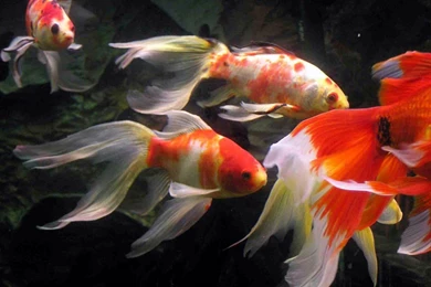 Gold Fish Wallpapers ACR5