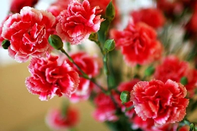 Carnation Wallpapers HD Android Apps On Google Play