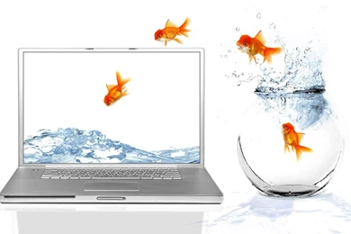 CRAZY JUMPING GOLDFISH Computer Bowl Screen Fish Wallpapers ...