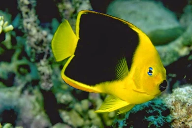 Wallpapers Million Free Visitors: Fish Wallpapers