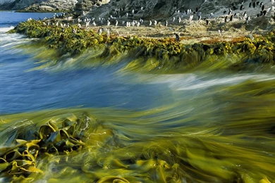 Stunning And Eye Catching 3D Natural Scene Animal Fish High ...