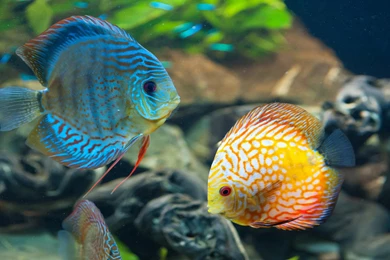 Tropical Fish Nature 4K Wallpapers