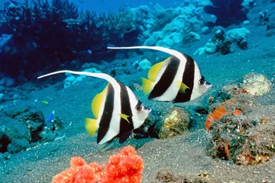 Wallpapers Million Free Visitors: Fish Wallpapers