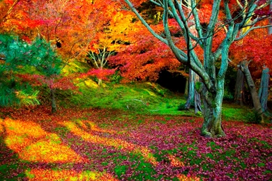 Fall Nature Backgrounds 32337 Hd Wallpapers : Wallpapers13.com