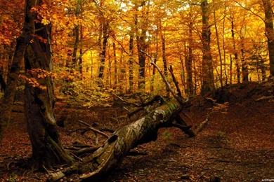 fall nature backgrounds portrait fall nature backgrounds wallpapers wallpaper desktop background fall nature backgrounds portrait fall nature backgrounds wallpapers wallpaper desktop background