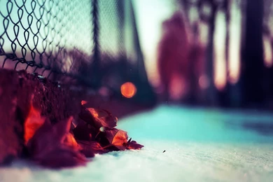 Photographic Wallpaper, Pictures, Photos, Images & Pics