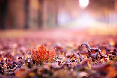 Macro Leaves Fall Autumn Tree Nature Wallpapers