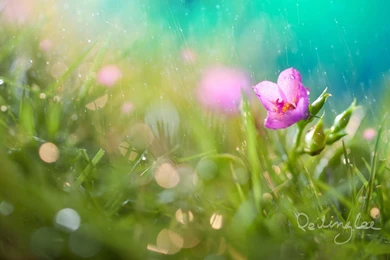 Rain Style: Small Grass Alfalfa Photography Wallpapers － Other ...