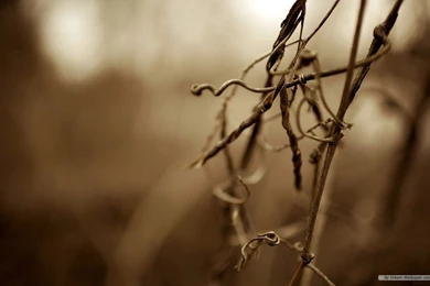 Photographic Wallpaper, Pictures, Photos, Images & Pics