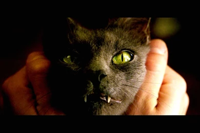 CONSTANTINE Horror Fantasy Occult Dark Cat Wallpapers
