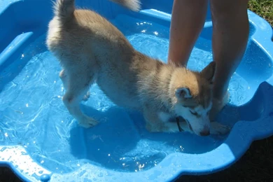 Wallpapers Bootybooty Booty Shake Gif That 1024x768