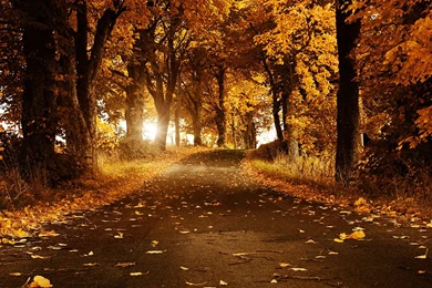 Path In The Dense Jungle Photography Wallpapers 2 － Landscape ...