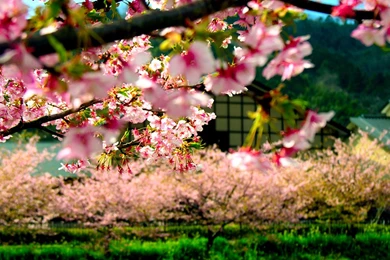 Japanese Style: Houses Photographic Wallpapers Of Cherry Blossoms ...