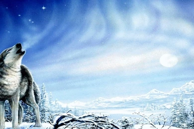 Dog Backgrounds, Best Friend, Lovely Dog Images, Dog Eye ...