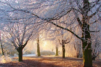 Beautiful Winter Light Winter Landscape Desktop Wallpapers ...