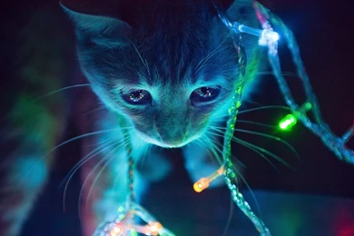 Desktop Animal 3d Wallpapers Free Download