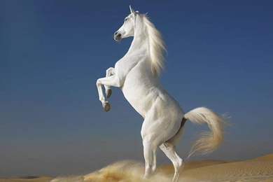 White Horse Wallpapers Desktop