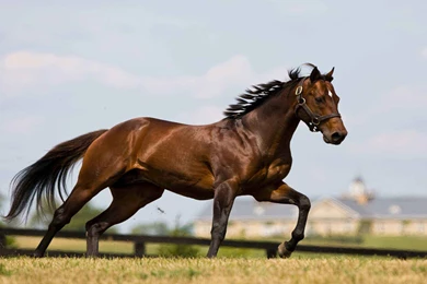 Thoroughbred Horse, Animals, 1920x1200 HD Wallpapers And FREE Stock ...