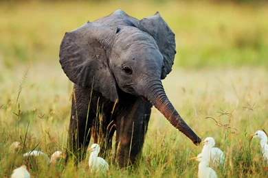 High Resolution Cute Baby Wild Animal Wallpapers HD 8 Full Size ...