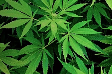 Weed Galaxy S6 Wallpapers