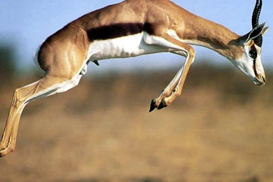 THOMPSON GAZELLE WALLPAPER   (