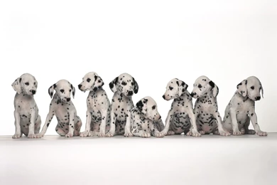 Baby Animal Backgrounds   Wallpapers Cave