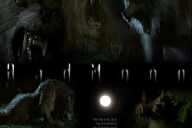 Bad Moon   Werewolves Wallpapers (24671547)   Fanpop