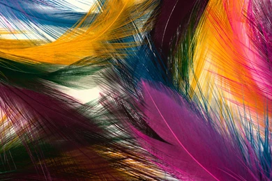 Feather, Wallpapers, Graphic, Combine (