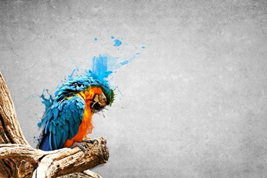 Digital Animal Wallpapers Graphic By Crowcreativeworld On DeviantArt