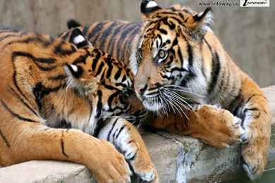 Baby Tiger Wallpapers 3D