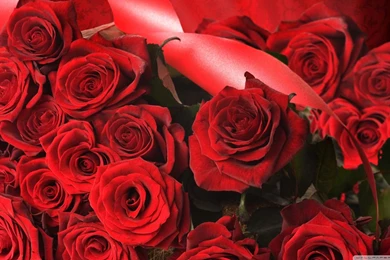 Scarlet Roses With Ribbon HD Desktop Wallpapers : High Definition ...
