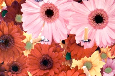 Damien Hirst Wallpapers