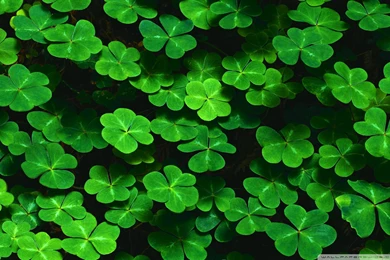 St Patrick Day Pictures Wallpapers   Latest Updates