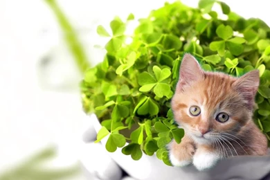 Happy Saint Patrick's Day 2012 HD Desktop Wallpapers : High ...