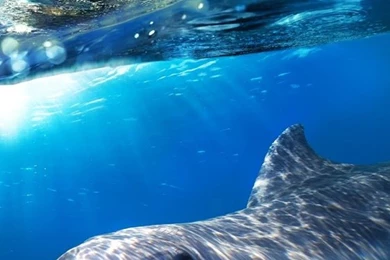 Dolphins Live Wallpapers   Android Apps On Google Play