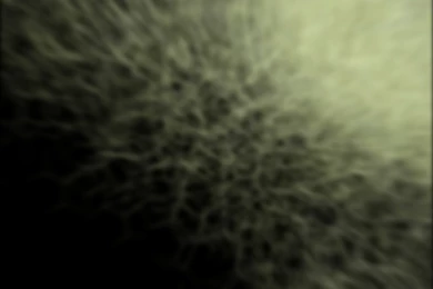 Dogwaffle Wallpapers, Free Wallpapers