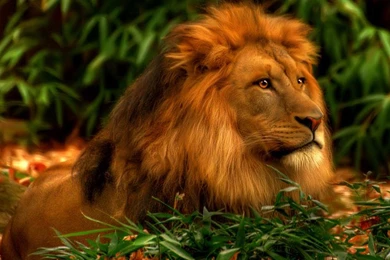 Lion Wallpapers 3d Categories Animals Wallpapers – Design Inspiration