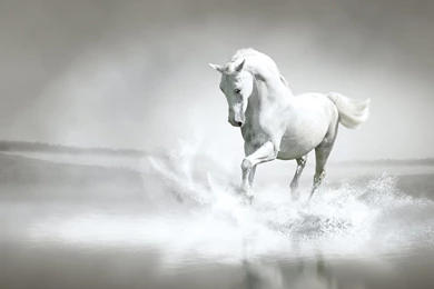 White Horse Backgrounds Wallpapers Wallpapers Hd Backgrounds Desktop ...