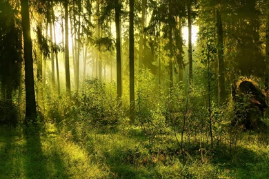 Summer Forest Backgrounds   HD Wallpapers
