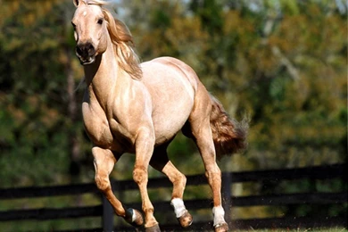 Olawe: Horses Wallpaper Images And Wallpapers And Distinctive For ...