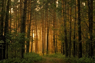 Forest Wallpaper Backgrounds @ Collect HD